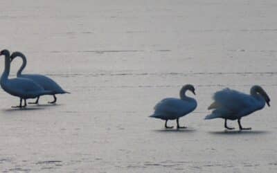 Die Erfurter Seen in der kalten Jahreszeit