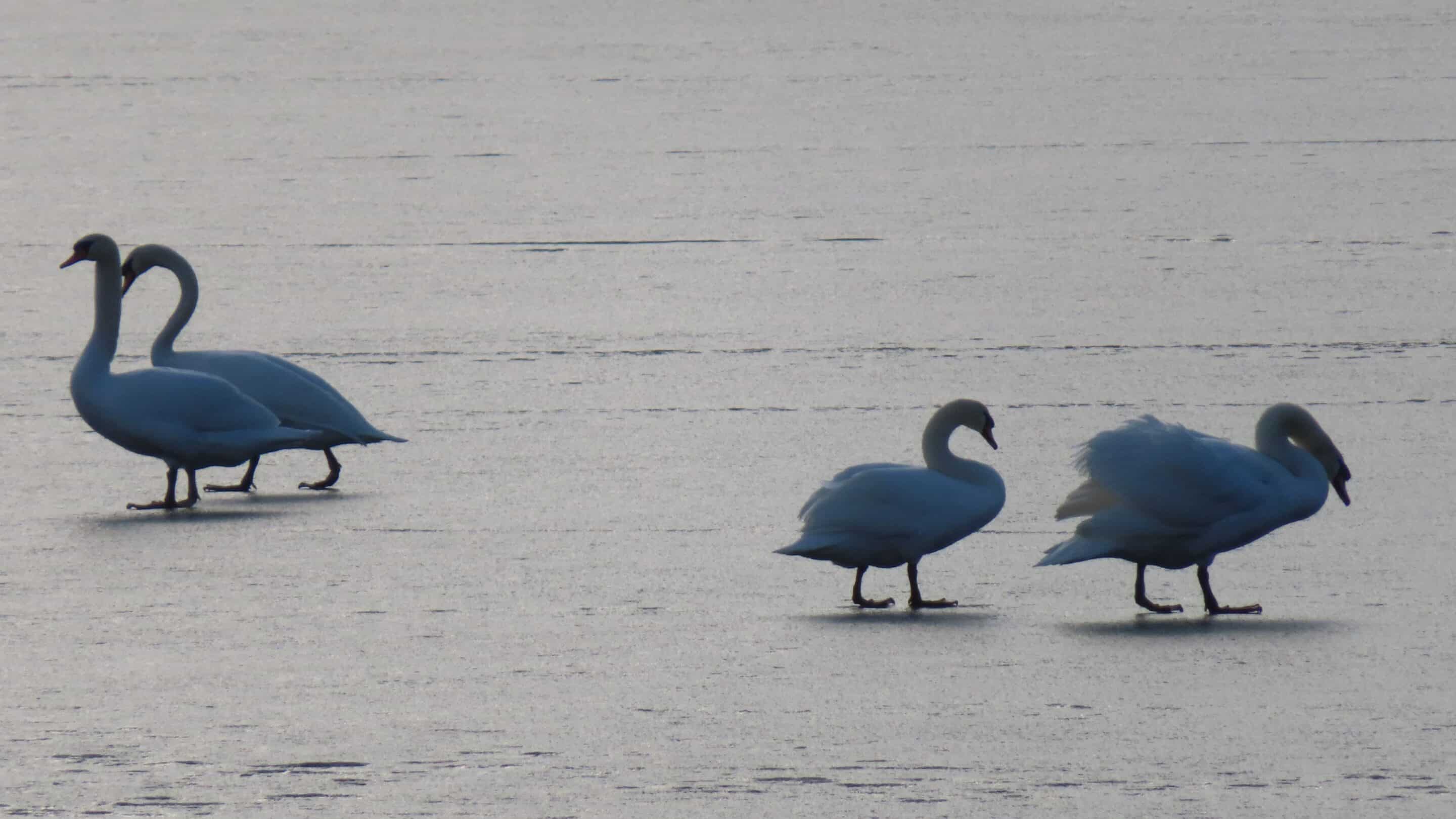 Schwäne auf einem vereisten Erfurter Seen im Winter.