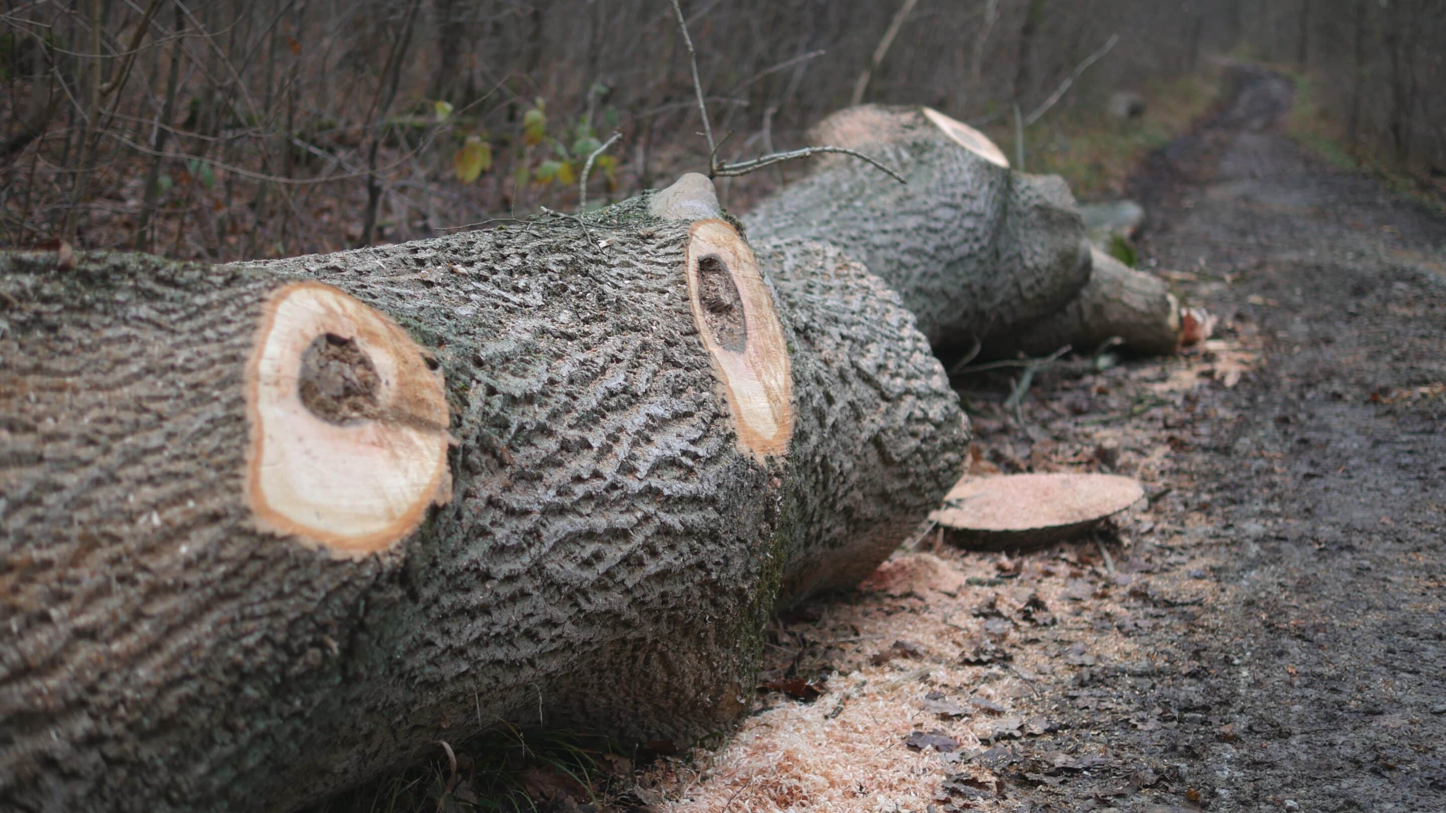 Gefällter Baum am Wegesrand im Steigerwald Erfurt.