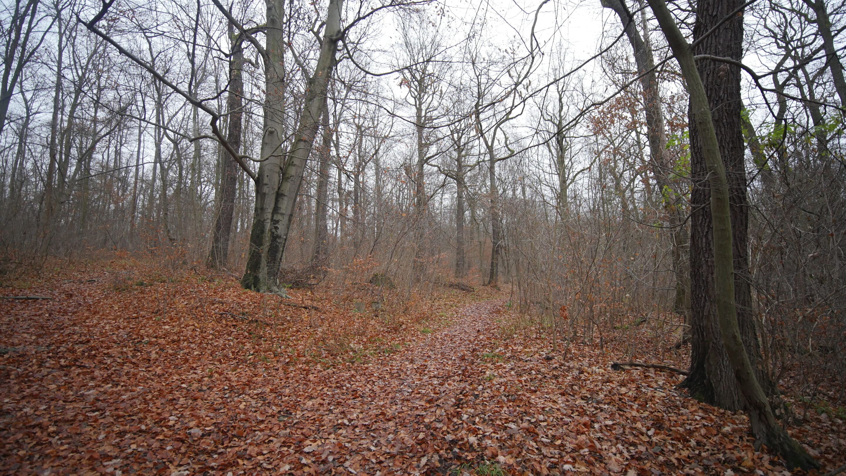 Schmale Wege im Steigerwald Erfurt
