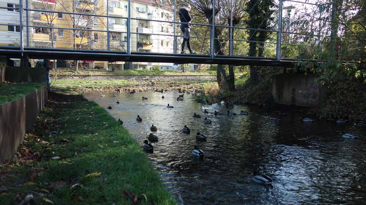 Enten unter einer Brücke im Park Venedig in Erfurt
