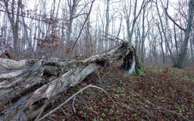 8. Kurzfilmwanderung im Erfurter Steigerwald