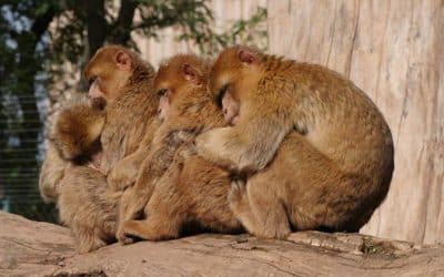 Thüringer Zoopark Erfurt: Inventur und Ausblick