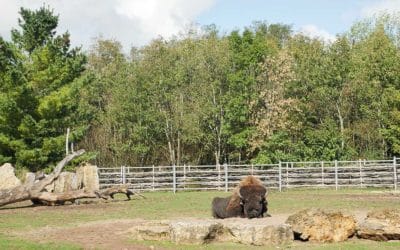 Thüringer Zoopark: Am 17.3. ist Weltschlaftag