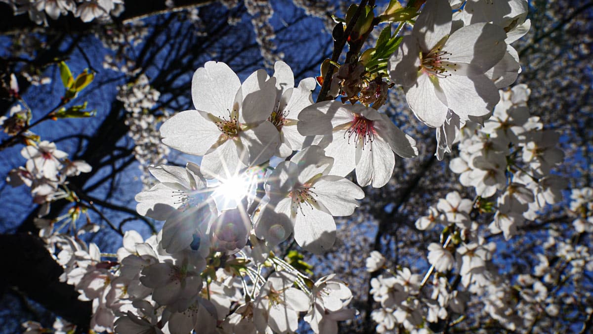 Zen-Garten im Japanischen Garten im egapark während der zeit der Kirschblüte