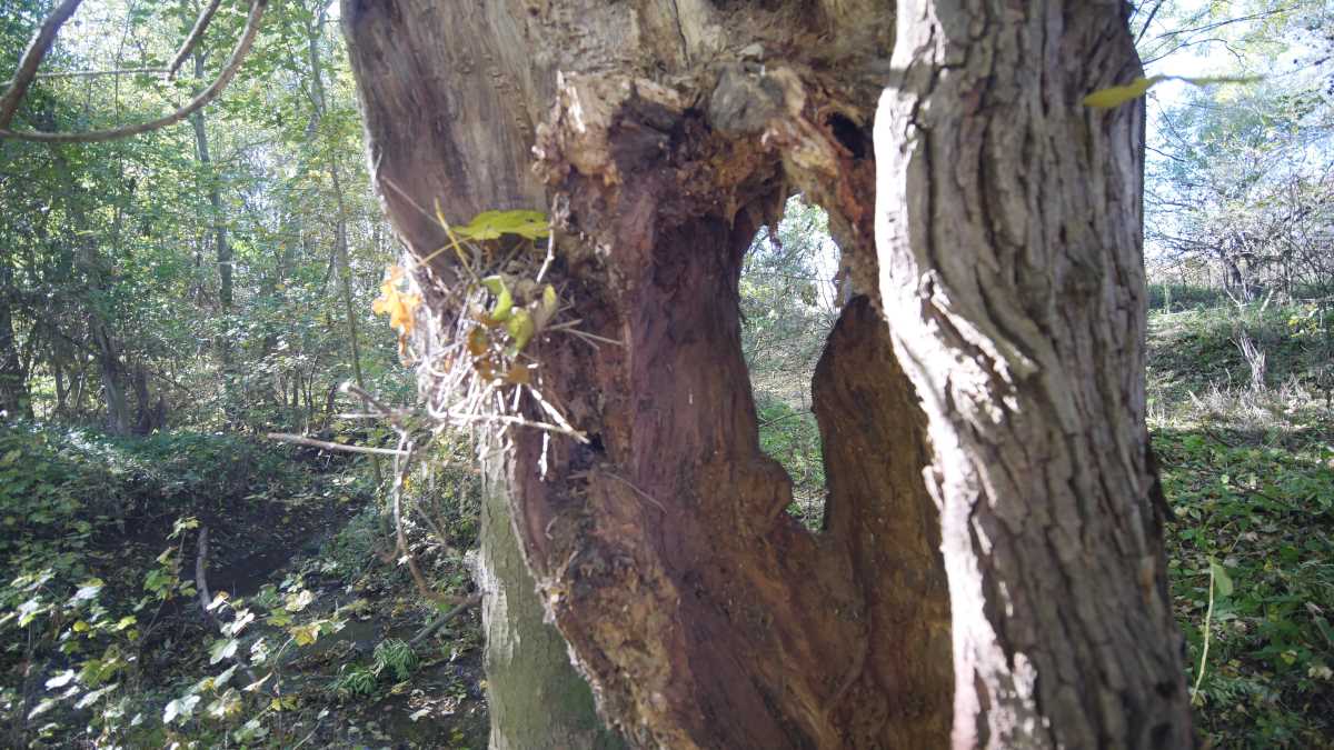 Baum Wald Talsperre Vieselbach