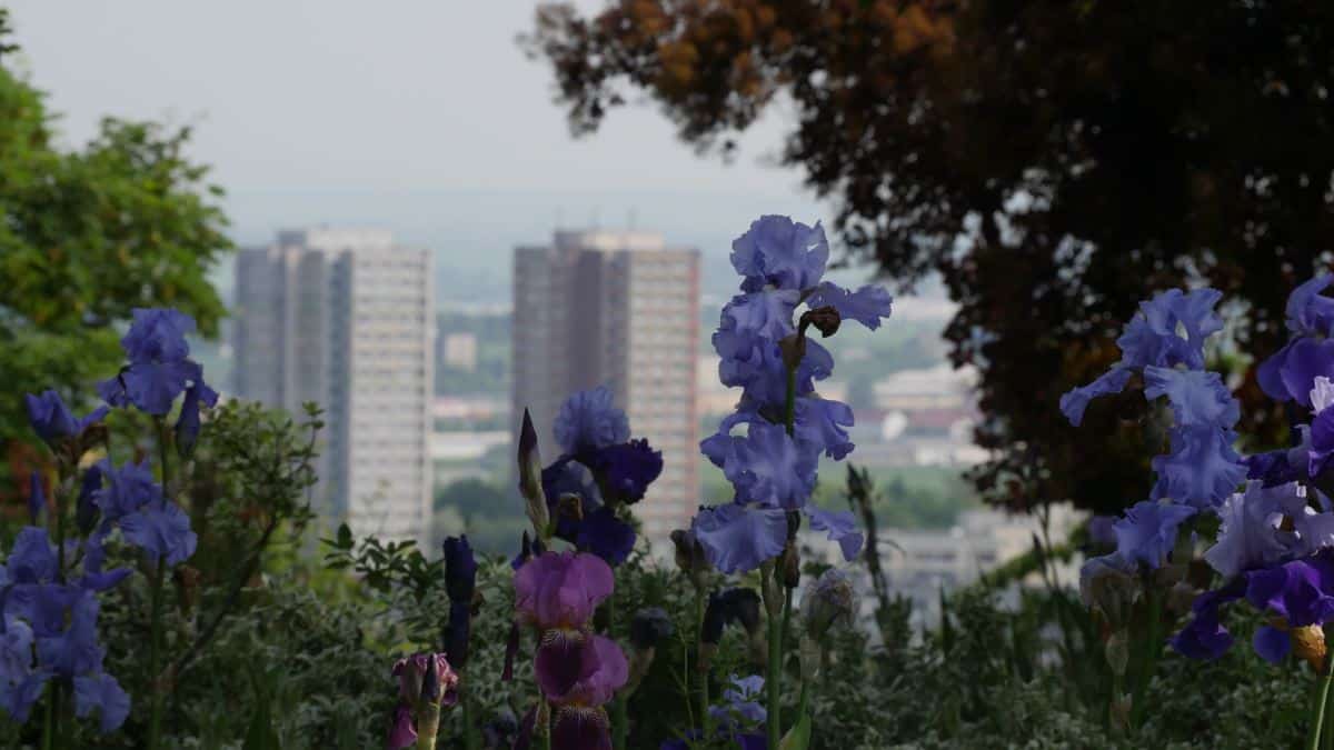 Blumenbeet am Aussichtspunkt Tannenwäldchen Erfurt, im Hintergrund die Punkthochhäuser am Herrenberg