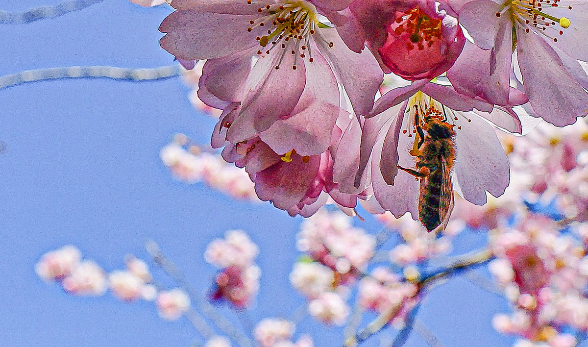 Der Felsenweg im Japanischen Garten wird zur Kirschblütenzeit von Tausenden rosafarbenen und weißen Kirschblüten umsäumt