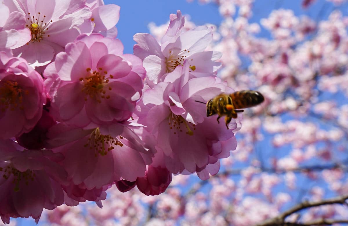 Der Felsenweg im Japanischen Garten wird zur Kirschblütenzeit von Tausenden rosafarbenen und weißen Kirschblüten umsäumt