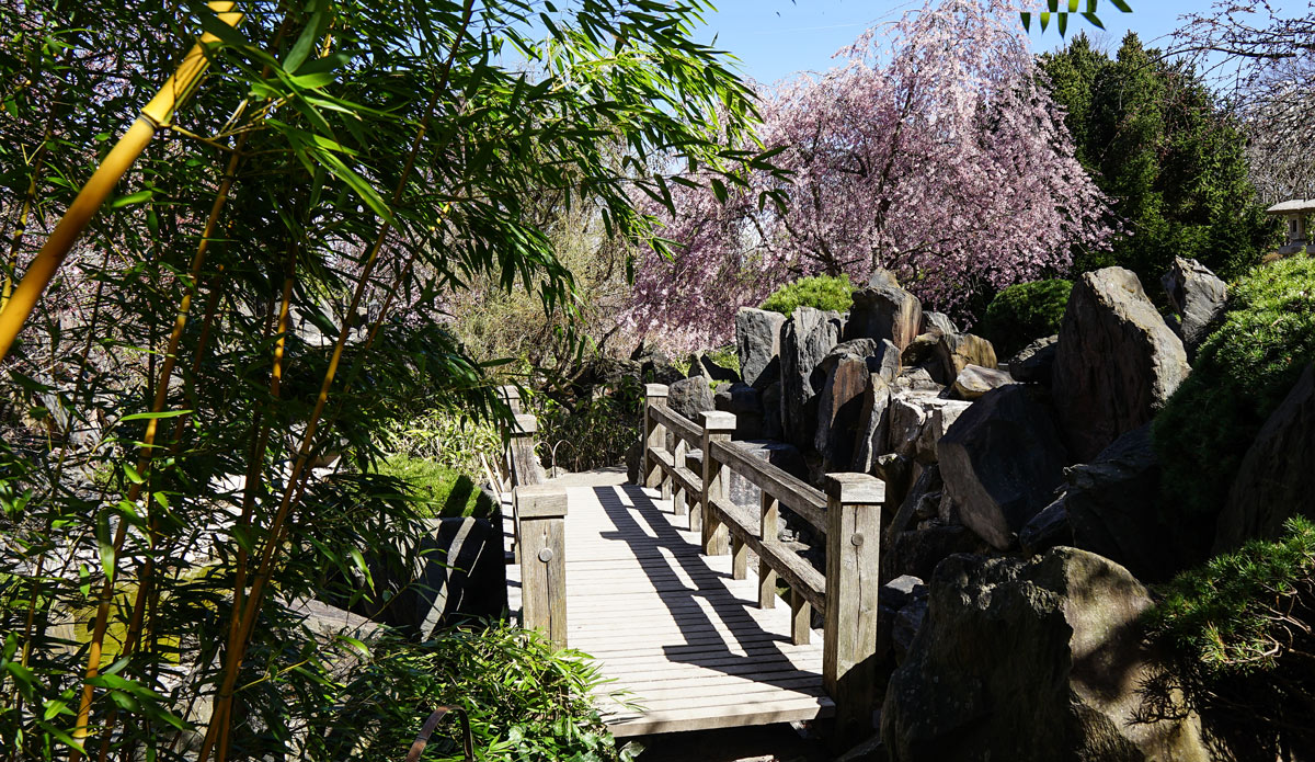 Holzbrücke im Japanischen Garten im egapark während der zeit der Kirschblüte