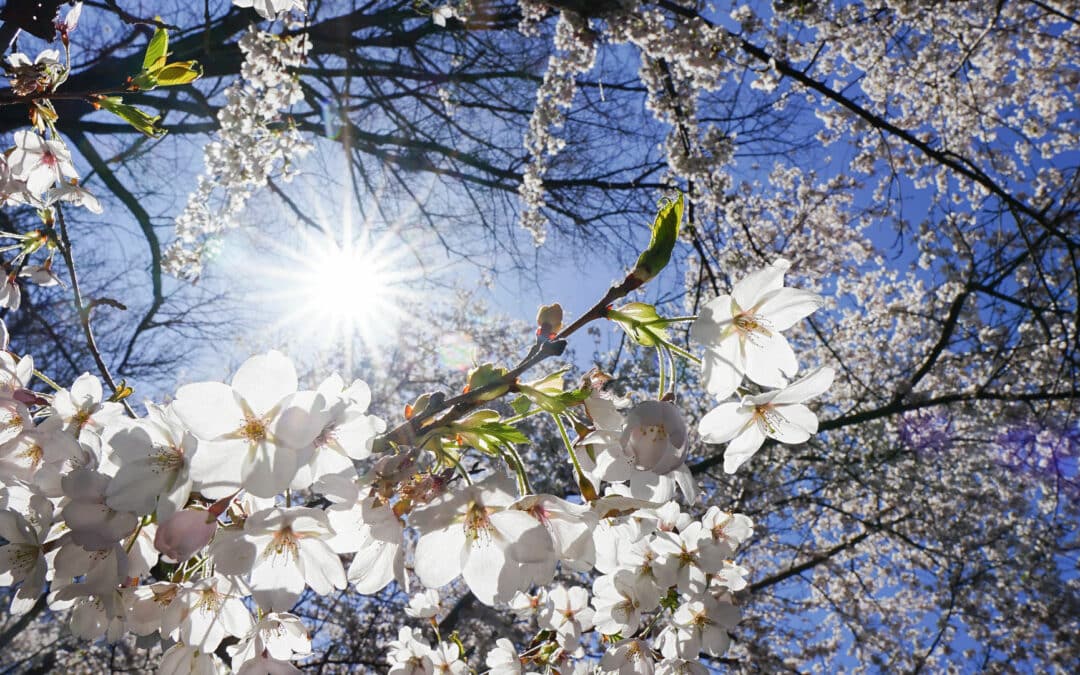 Hamami – Kirschblüte im Japanischen Garten