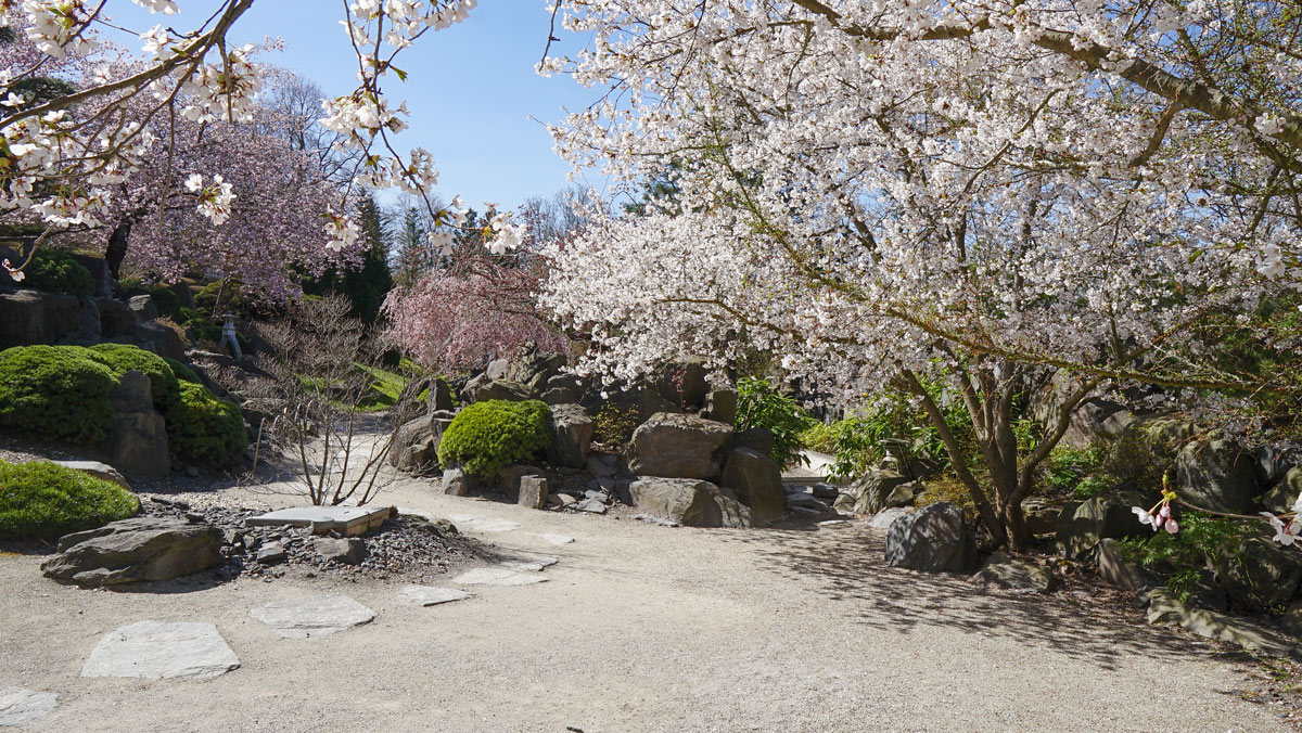 Kirschblüte im Japanischen Garten auf der EGA Erfurt.