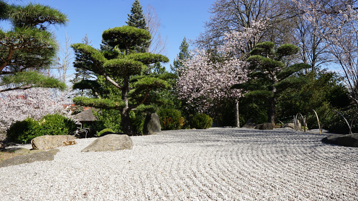 Zen-Garten im Japanischen Garten im egapark während der zeit der Kirschblüte