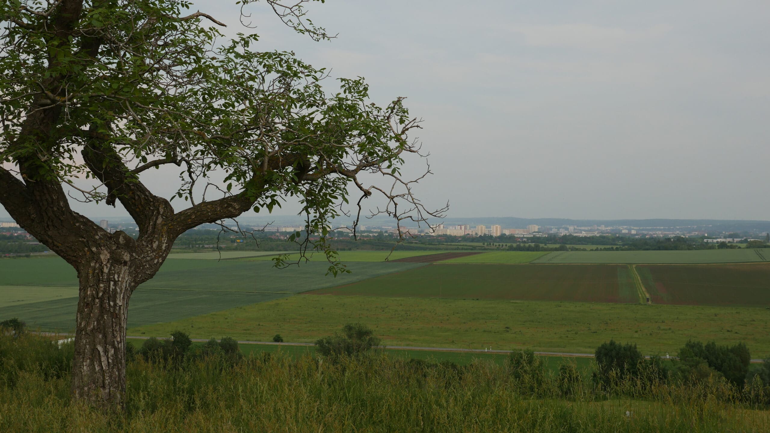 Ausichtspunkt Schwellenburg mit Baum und Blick auf Erfurt