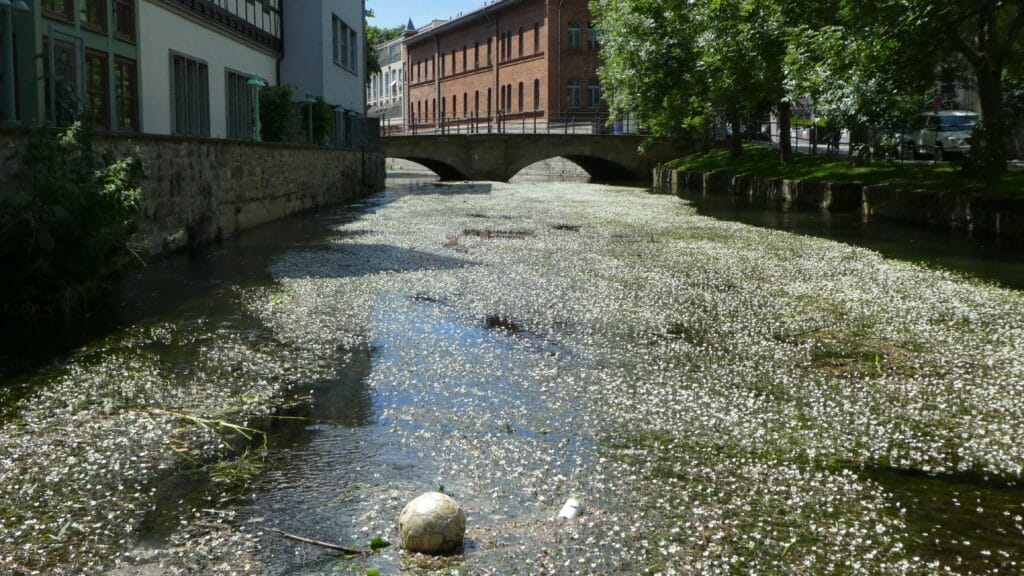 Fischersand Erfurt_erfurt