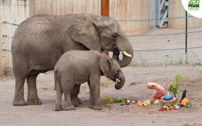 Elefantastischer Geburtstag im Thüringer Zoopark Erfurt
