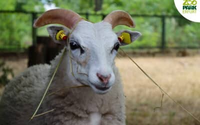 Schwedische Schafe in Zoopark gezogen