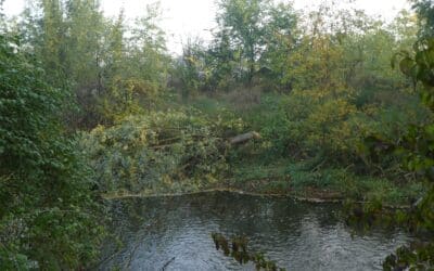 Biber fällt Baum an der Gera