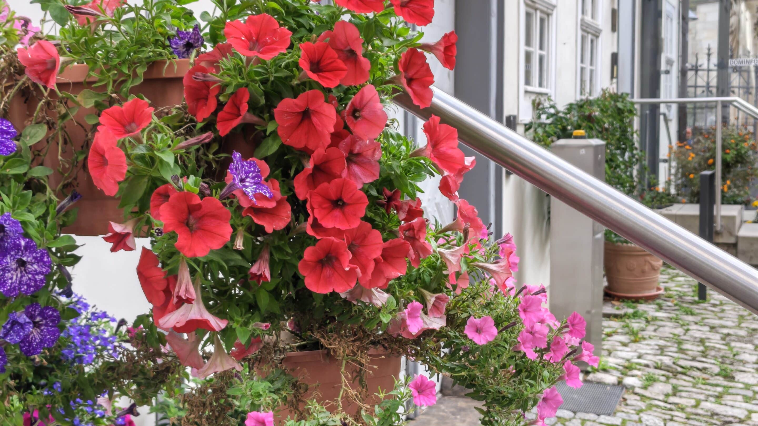 Im Severihof auf dem Domhügel in Erfurt blühen im Herbst noch Blumen.