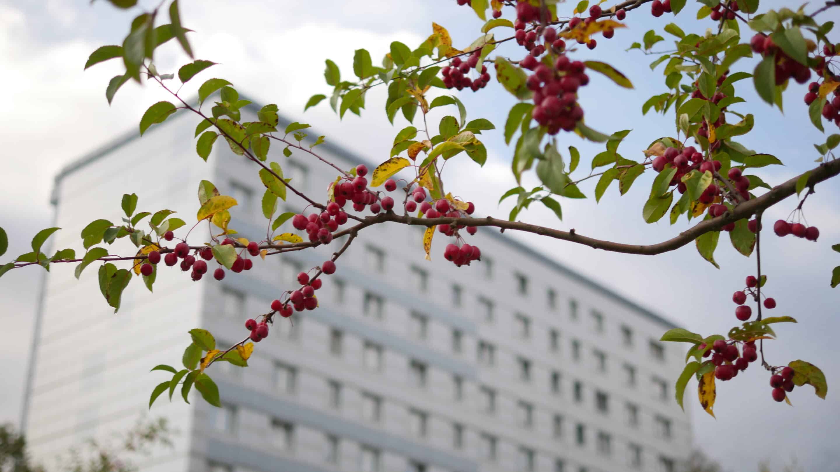 Im Herbst finden sich Früchte an einem Baum. Erfurt Nördliche Geraaue.