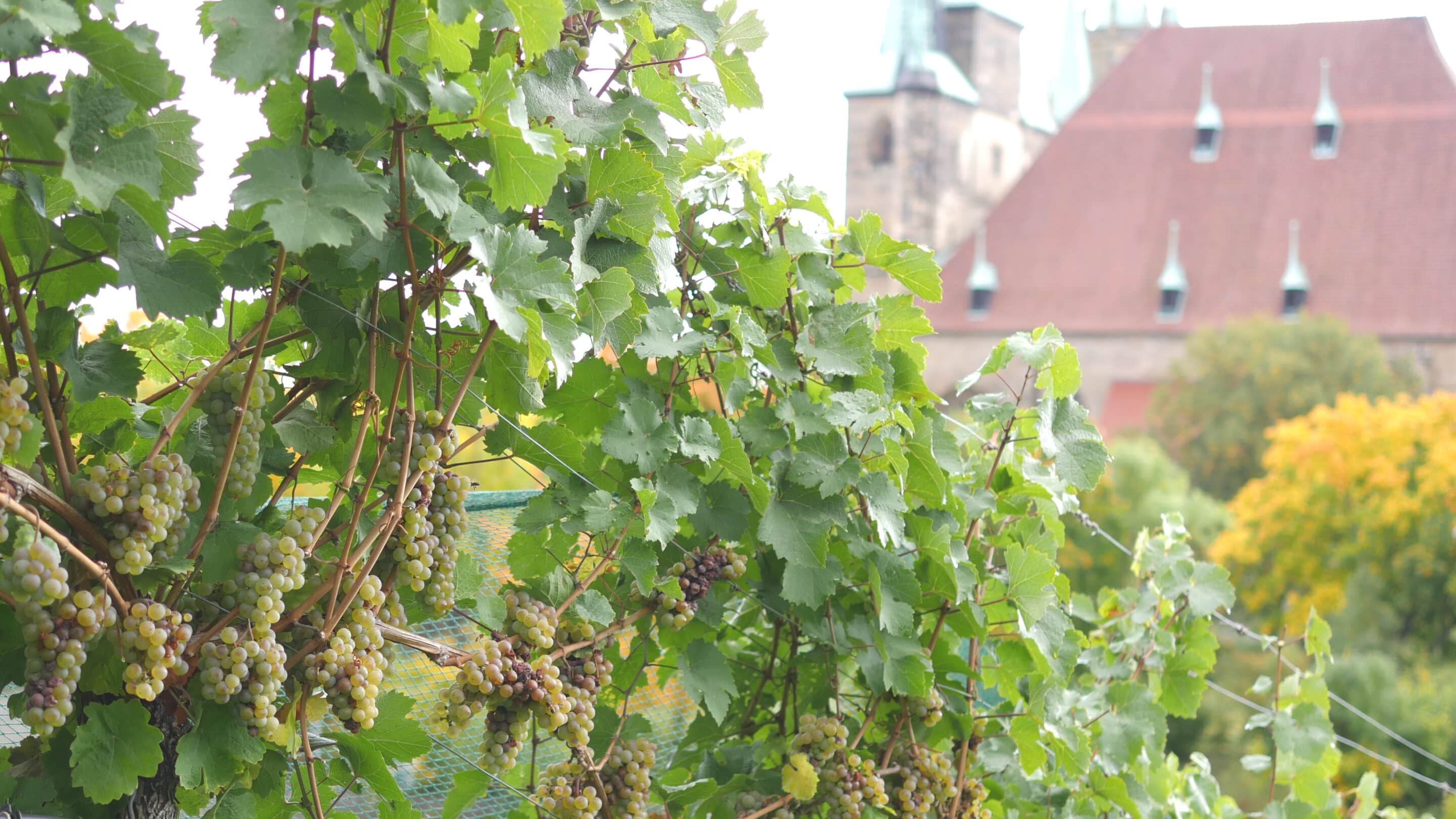 Trauben am Weinberg des Petersberg Erfurt im Hintergrund der Dom