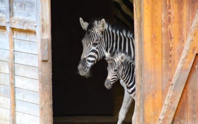 Thüringer Zoopark freut sich über Babyboom auf Afrikasavanne