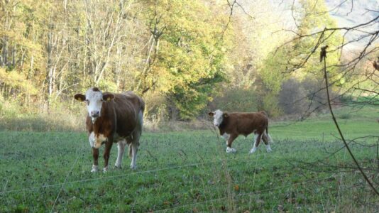 Kuehe auf einer Weide in Hainrode im Unterharz. scaled_erfurt