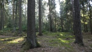 Wald an der Talsperre Heyda 1_erfurt