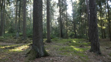 Wald an der Talsperre Heyda 1 scaled_erfurt