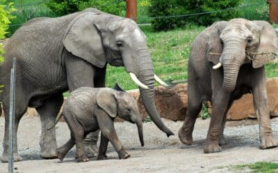 In freudiger Erwartung: Elefantenherde im Thüringer Zoopark wächst!