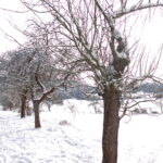 Obstbaeume Reinsberge im Winter 1_erfurt