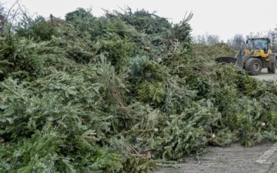 14.450 Weihnachtsbäume in Erfurt entsorgt