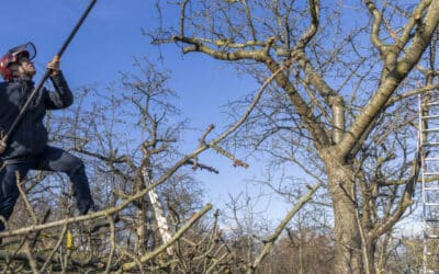 Neuer Schnitt für alte Bäume