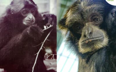 Erfurter Siamang Schnudi hält den weltweiten Altersrekord