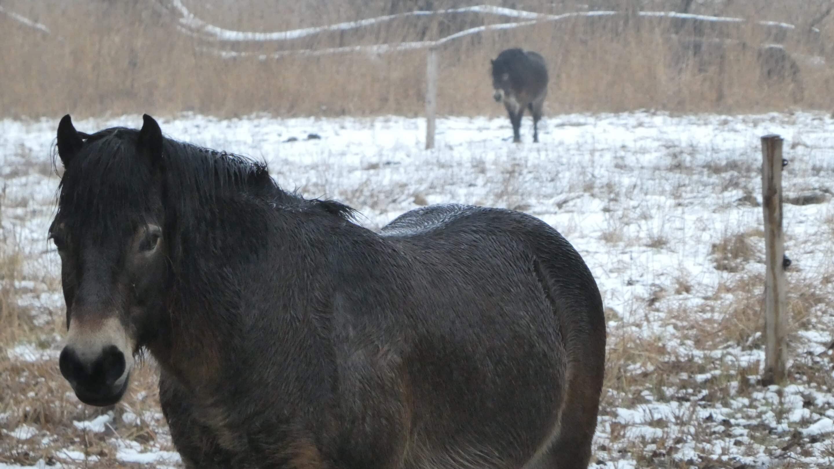 Exmoor Ponys im winterlichen Alperstedter Ried scaled_erfurt