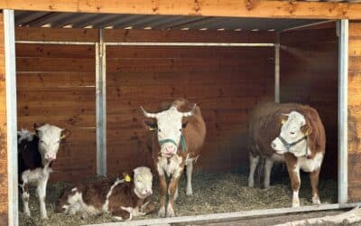 Neue Bauernhof-Tiere ab sofort im Thüringer Zoopark zu beobachten