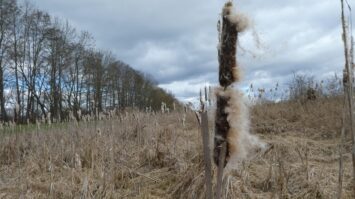 Schilfdolden Unstrutaue bei Gebesee scaled_erfurt