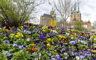 Blumenbeet auf dem Domplatz wurde aufgebaut