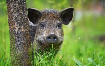 Freiwillige gesucht zur Bekämpfung der Afrikanischen Schweinepest