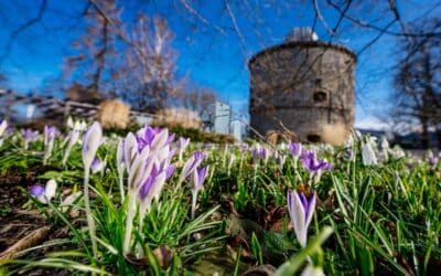 egapark startet mit erstem Frühlingsflor am Wochenende in die Saison