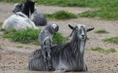 Nachwuchs auf dem Bauernhof und im Streichelgehege