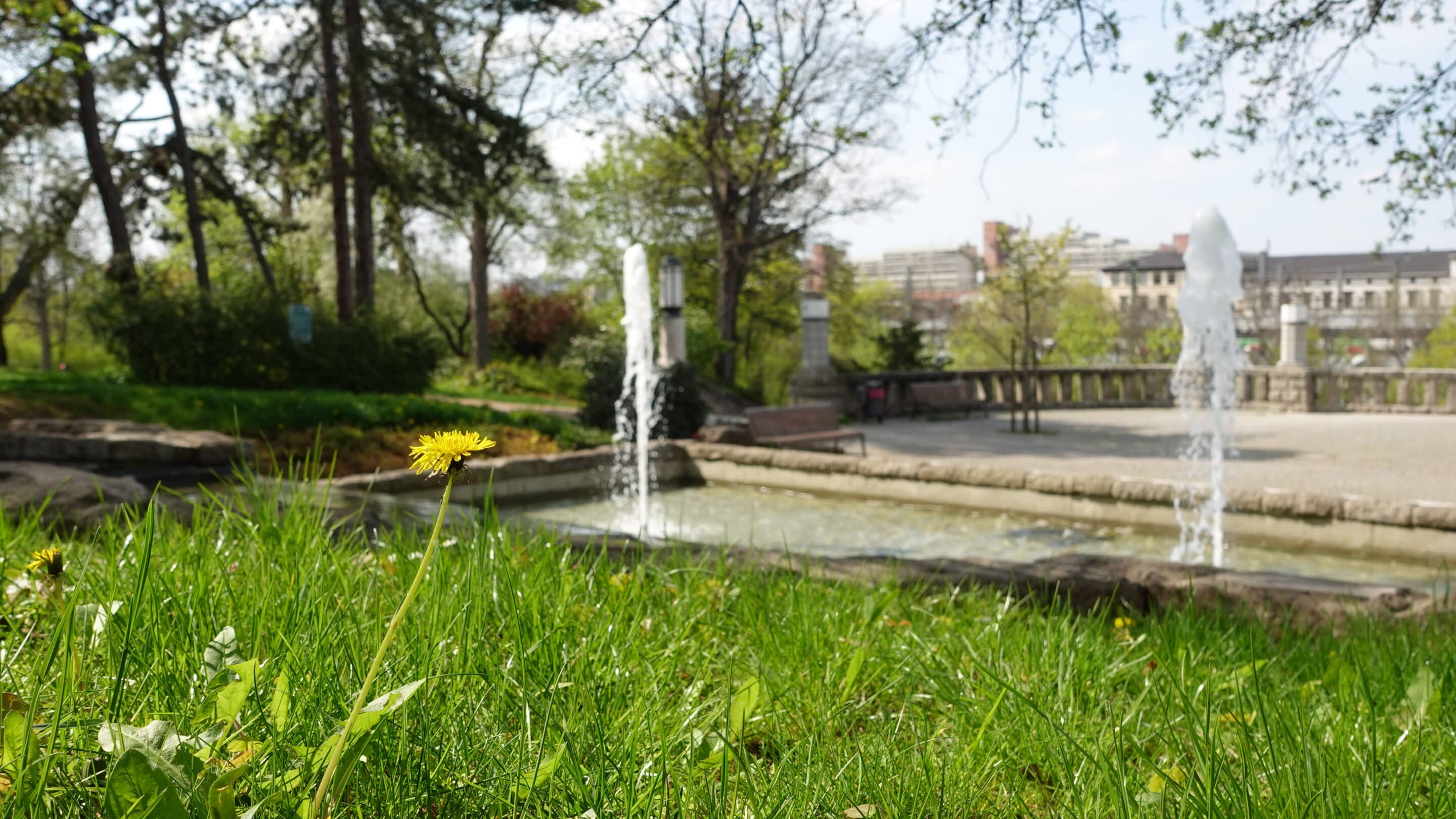 Der Stadtpark Erfurt im Frühling mit Springbrunnen