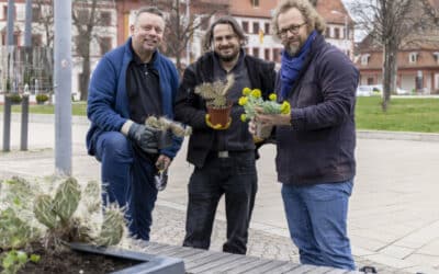 Kakteenbeet am Hirschgarten wurde erneuert