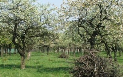 Erfurt feiert die Streuobstwiese