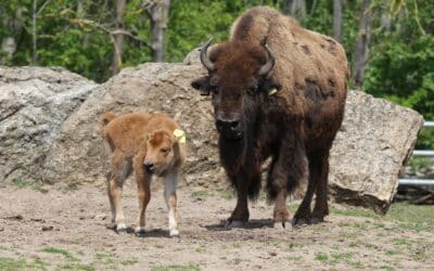 Erstes Bisonkalb des Jahres geboren