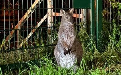 LPI-EF: Känguru auf Abwegen