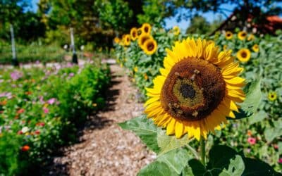 Welttag der Bienen – das große Summen im egapark