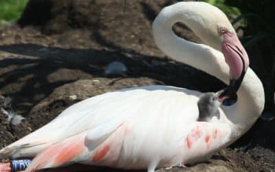 Die ersten Flamingo-Küken sind geschlüpft