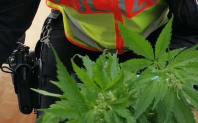 LPI-EF: Cannabispflanzen gefunden