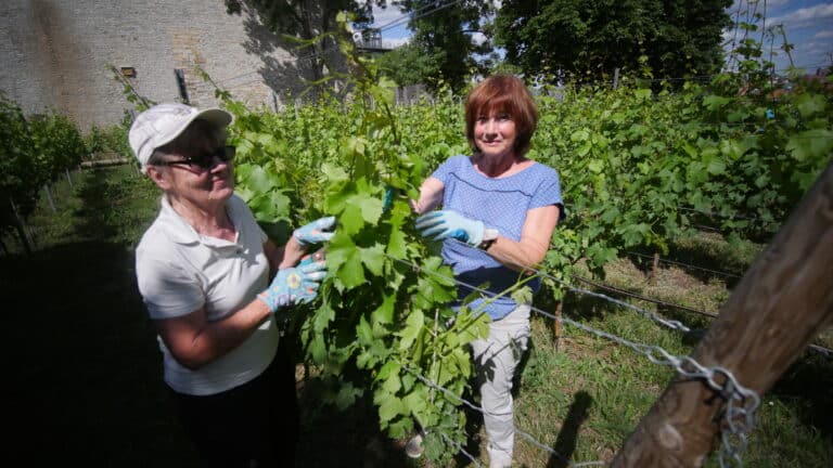 Wein vom Petersberg Erfurt